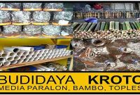 budidaya-kroto-rumahan