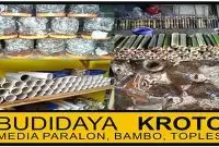 budidaya-kroto-rumahan