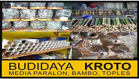 budidaya-kroto-rumahan