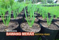 Budidaya-Bawang-Merah