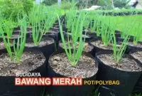 Budidaya-Bawang-Merah