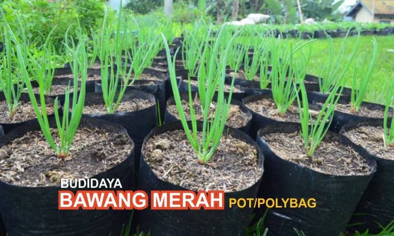Budidaya-Bawang-Merah