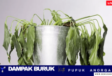 bahaya pupuk anorganik