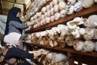 budi daya jamur tiram-