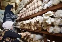 budi daya jamur tiram-