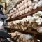 budi daya jamur tiram-