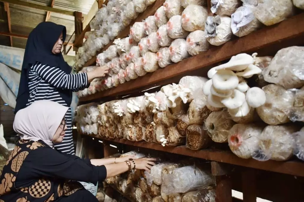 budi daya jamur tiram-