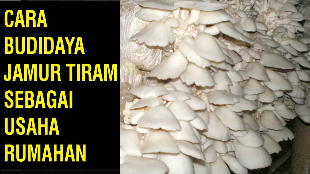 budi daya jamur tiram usaha rumahan