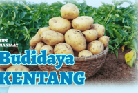 budidaya kentang