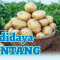 budidaya kentang