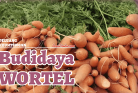 budidaya wortel