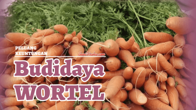 budidaya wortel
