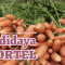 budidaya wortel