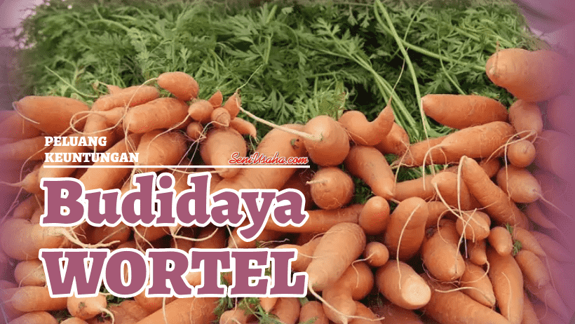 budidaya wortel